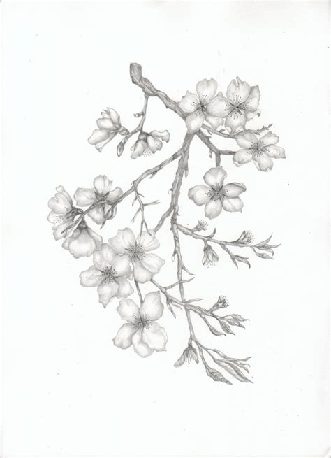 Almond Blossom Branch | Flower drawing, Cherry blossom drawing, Tree ...