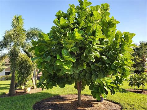 Caring For a Fiddle Leaf Fig Outdoors | Fiddle Leaf Fig