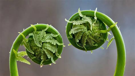 Bing HD Wallpaper Apr 11, 2022: Fiddlehead fern fronds - Bing Wallpaper ...