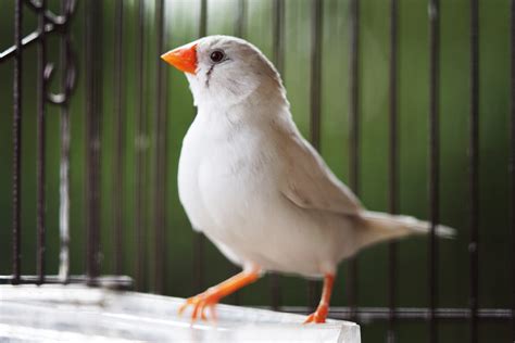 How To Breed Zebra Finches – Aviary Birds And Co