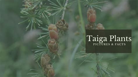 10 Taiga Plants With Pictures & Facts - Boreal Forest Flora - Before ...