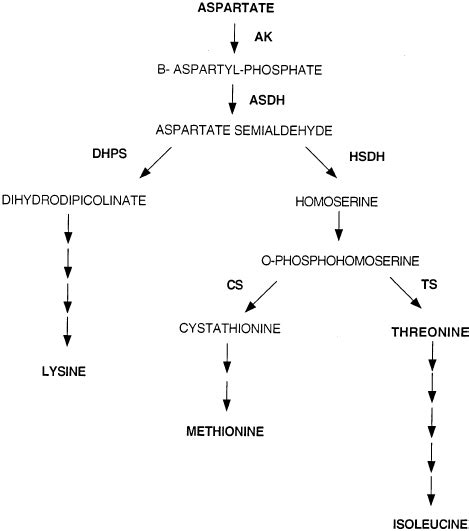 Pathway leading to the synthesis of methionine from aspartate ...