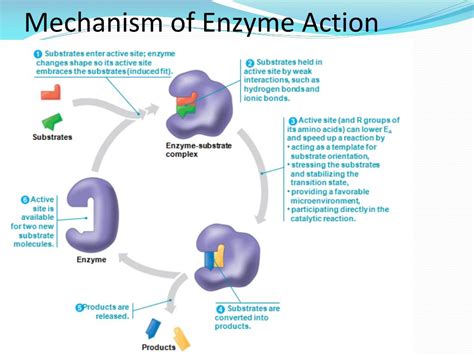 [DIAGRAM] Diagram Of An Enzyme Substrate Reaction - MYDIAGRAM.ONLINE