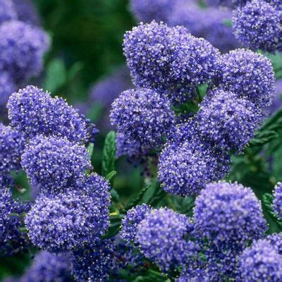 Ceanothus 'Puget Blue' | Droge tuin, Groenblijvende tuin, Bloeiende ...