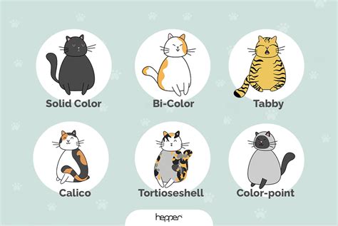 6 Cat Coat Colors, Patterns & Markings (with Pictures) | Hepper