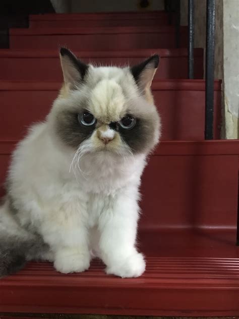 Grumpy Cat Good Imgur