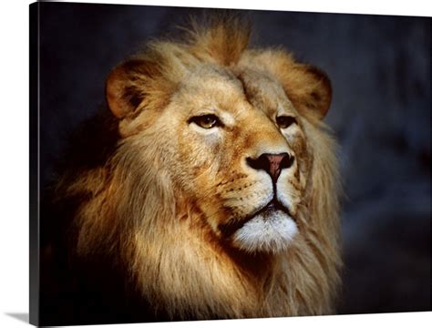 Male Lion Wall Art, Canvas Prints, Framed Prints, Wall Peels | Great ...