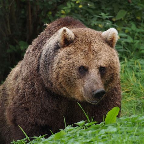 Anche Caserta vuole l'orsa Jj4: "Disponibili ad ospitarla nel parco di ...