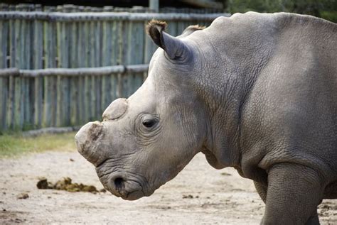 Will Fake Rhino Horns Curb Poaching? | Live Science