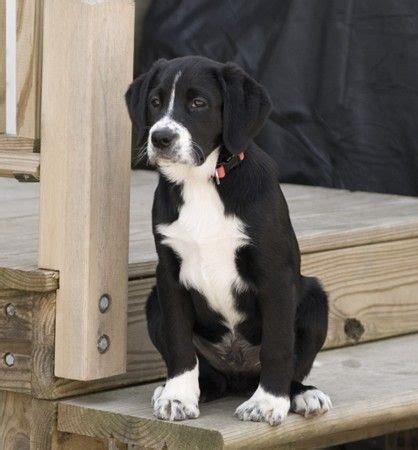 Boxer Labrador Mix Züchter