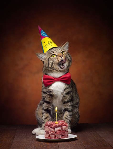 101 funny cat happy birthday memes – Artofit