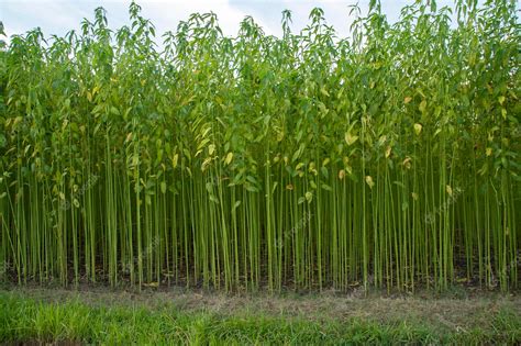 Premium Photo | Green jute Plantation field. Raw Jute plant Texture ...