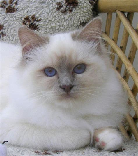 lilac birman - Google Search | Pretty cats, Cats, Gorgeous cats