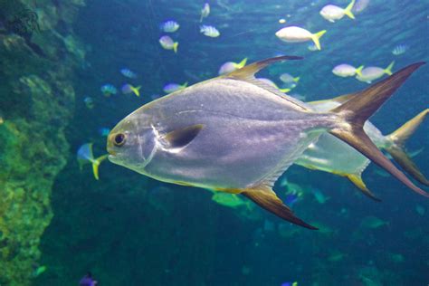 Zackery Thomas Photography | Animal Portraits | Golden Trevally, Sydney ...