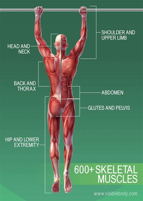 commentateur riches inconditionnel how many muscles in the body ...