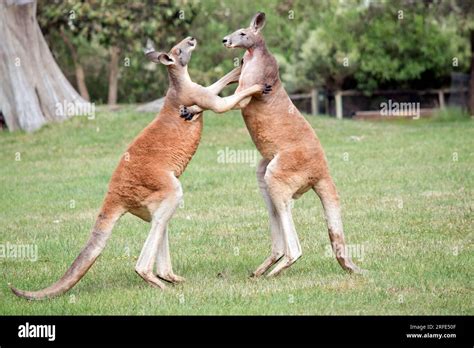 the two male red kangaroos are fighting for the dominant position in ...