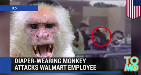 VIRALVideo - Monkey attack: Diaper-wearing monkey attacks Walmart ...