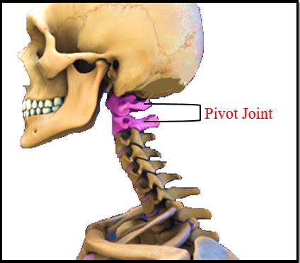 [मल्याळम] Muscle and Skeletal System MCQ [Free Malayalam PDF ...