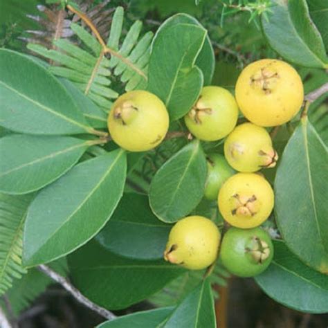 Polynesian Produce Stand : ~LEMON GUAVA FRUIT TREE~ YUMMY Psidium ...