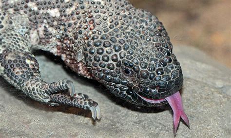 Mexican Beaded Lizard - Los Angeles Zoo and Botanical Gardens