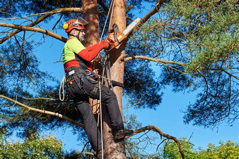 11 Important Arborist Tools And Equipment For Efficiency