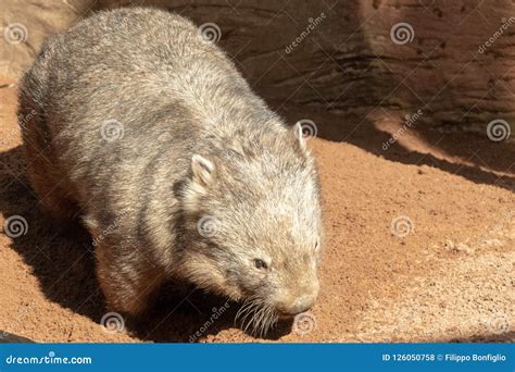 Fat Wombat Stock Image | CartoonDealer.com #212383