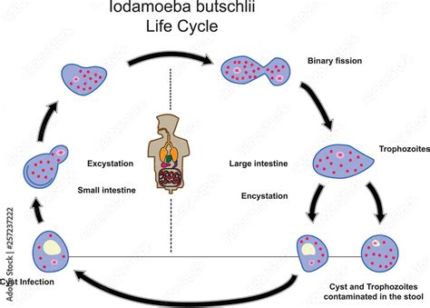 Iodamoeba butschlii.Medical Parasitology.Parasitic microscope. Stock ...