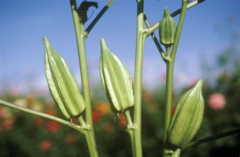 How to Grow Okra Plants