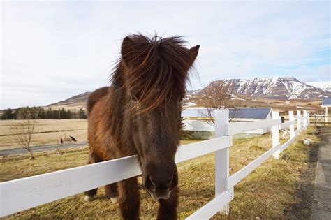 Icelandic horses at Laxnes Horse Farm. Kalli the...