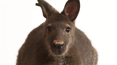 Wallabies | National Geographic