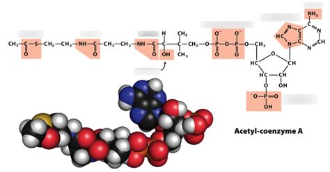 Functional Groups in Acetyl Coenzyme A Diagram | Quizlet