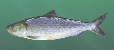 Skipjack Herring | Outdoor Alabama