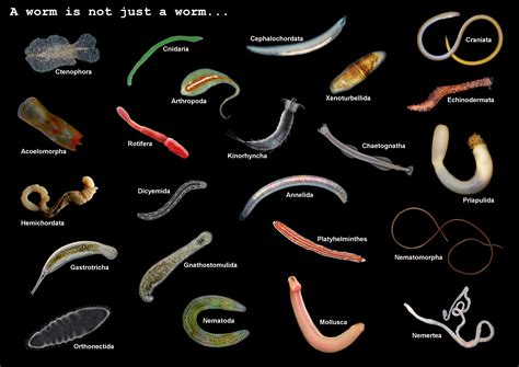 Types Of Worms