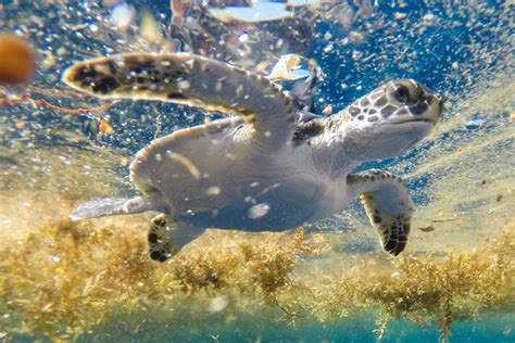 Legendary Sargasso Sea May be Sea Turtles’ Destination During ...