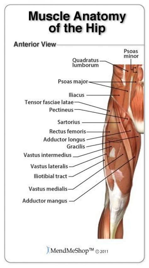 Groin anatomy and the Hip Piriformis muscles #TightPsoas | Muscle ...