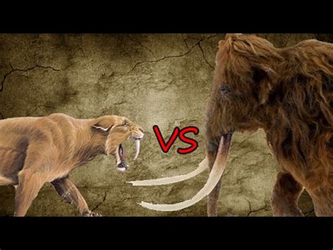 Saber-Toothed Tiger Pride vs Woolly Mammoth - YouTube