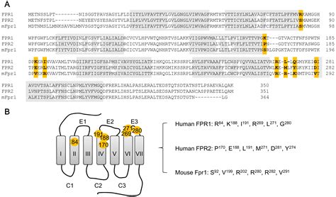 Molecules | Free Full-Text | The Formyl Peptide Receptors: Diversity of ...