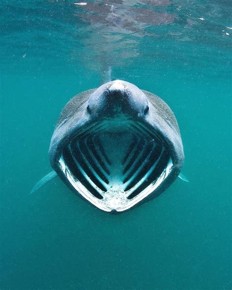 Big mouth. Photo by @alexmustard1 Basking shark filtering zooplankton ...