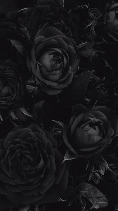 Black Rose iPhone Wallpapers - Top Free Black Rose iPhone Backgrounds ...