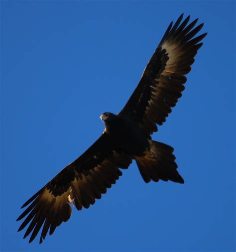 Richard Waring's Birds of Australia: Wedge-tailed Eagles in flight