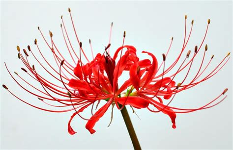 Lycoris Radiata | Manjusaka | 曼珠沙华 | Pinterest