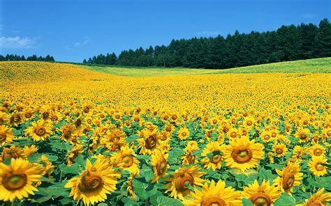 2736x1824px | free download | HD wallpaper: Sunflower Field Pictures ...