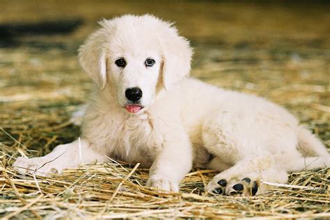 Are Maremma Puppies Easy To Train