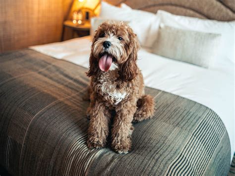 5 pet-friendly hotels in Bangkok to check out with your pooch