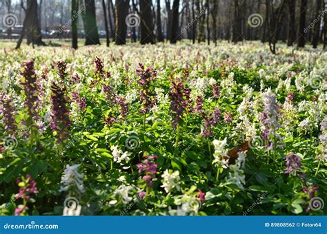 Wild spring flowers stock photo. Image of plants, flowers - 89808562