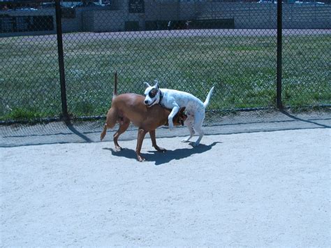 Male dog behavior | I was playing around with the shutter sp… | Flickr ...