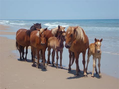 Corolla Wild Horses - The Northern Outer Banks