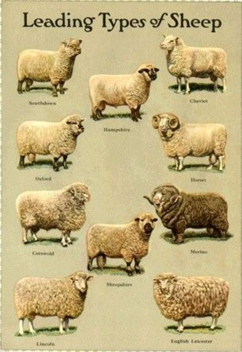 Natural Wool: Its Characteristics, Manufacturing Process, and Good ...