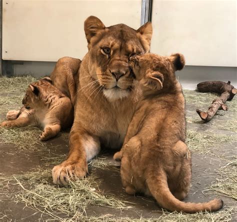 Audubon Zoo Announces Lion Cub Names