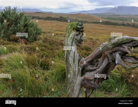 Irish bog oak hi-res stock photography and images - Alamy